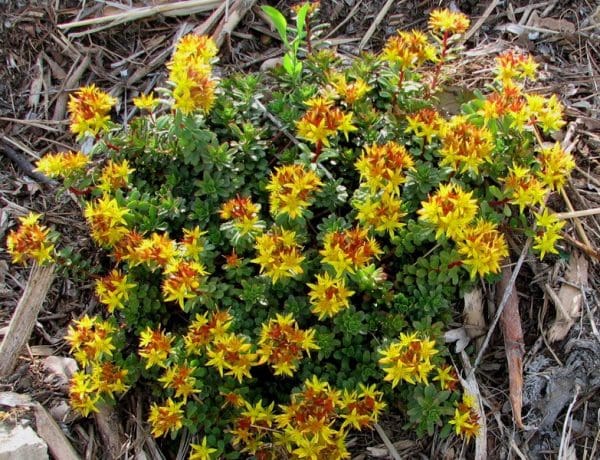 Sedum jaune