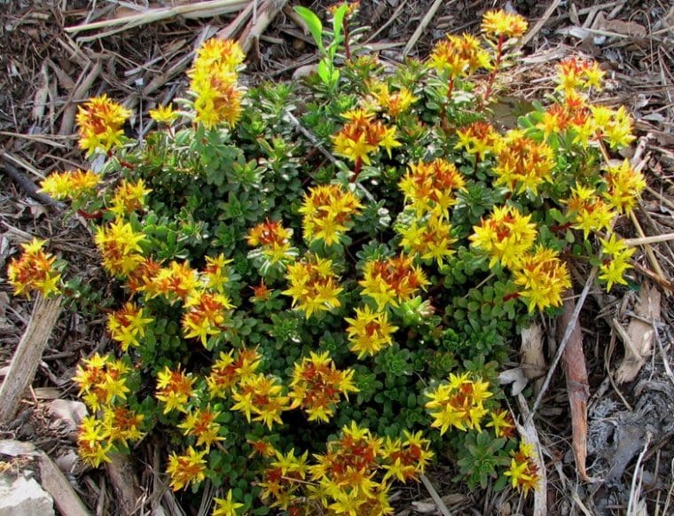 Sedum floriferum « Weihenstephaner Gold »