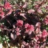 sedum pourpre