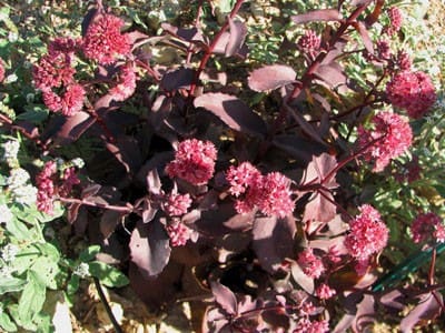 sedum pourpre
