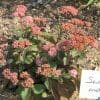 Sedum matrona