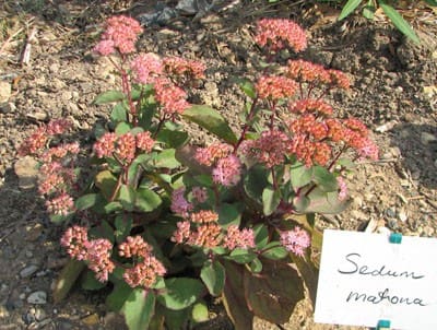 Sedum matrona
