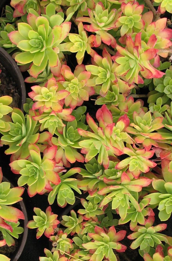 Sedum palmeri
