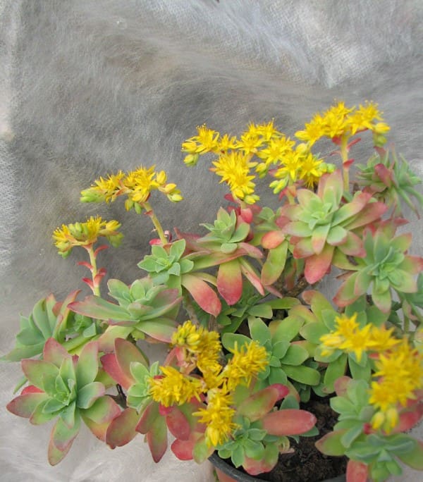 Sedum palmeri à fleurs jaunes- Pépinières Quissac