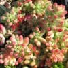 Sedum