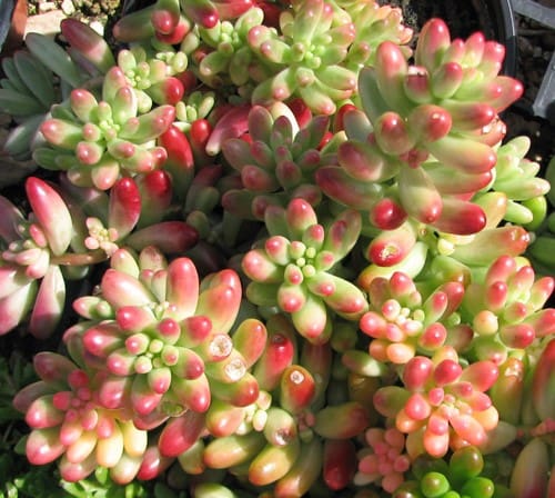 Sedum
