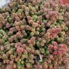 sedum sexangulare