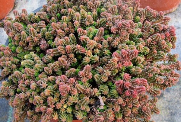 sedum sexangulare