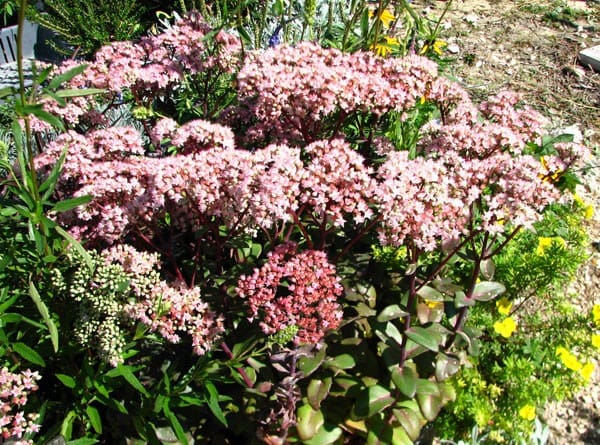 sedum couvre-sol sedum haut