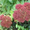 Sedum spectabile