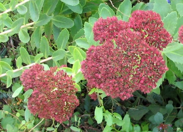 Sedum spectabile