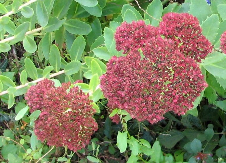 Sedum spectabile