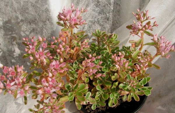 sedum rose