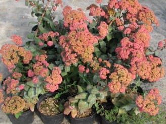 Sedum telephium « Red Cauli »