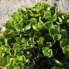 plante grasse