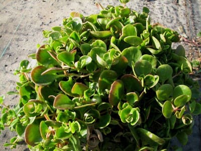 plante grasse