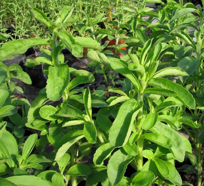 Stevia « Plante à Sucre »