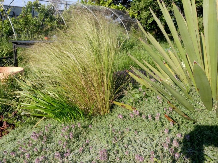 Stipa tenuifolia, Stipa tenuifolia