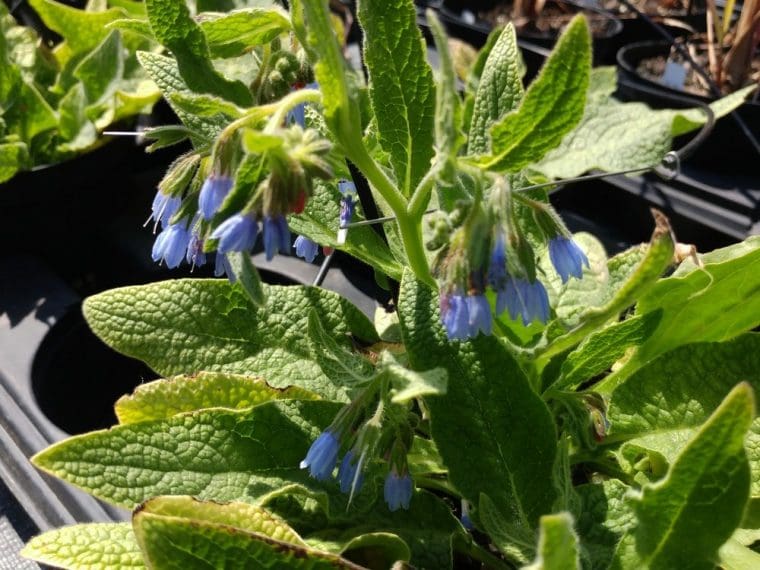 Symphytum officinale, Consoude