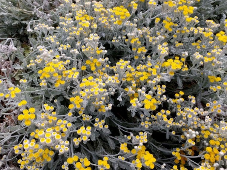Tanacetum densum « Amanii »