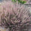 teucrium marum