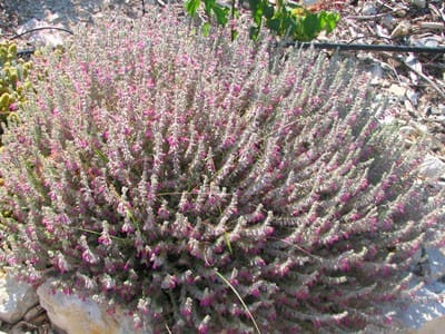 teucrium marum