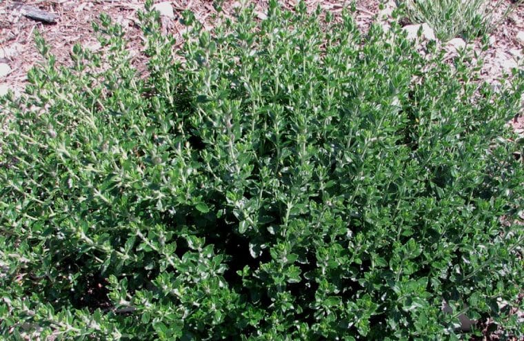 Teucrium x lucidrys
