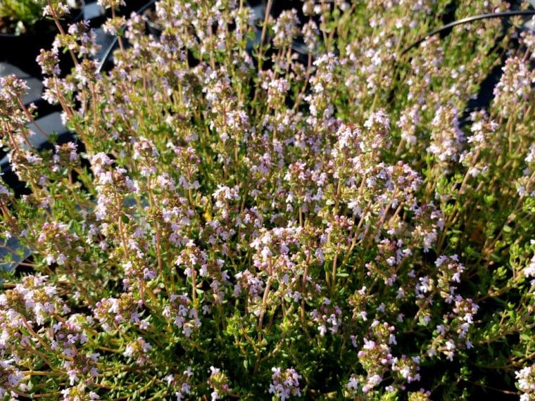 Thym à parfum de rose, Thymus vulgaris ssp