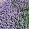 thymus ciliatus