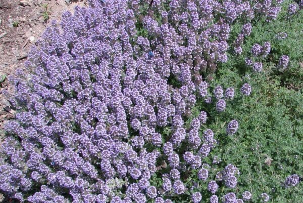 thymus ciliatus
