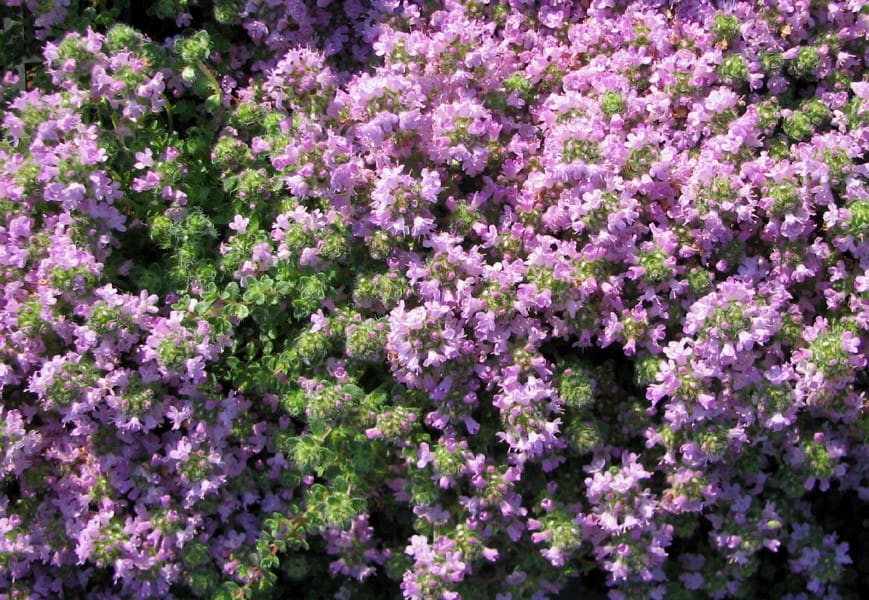 Thymus hirsutus