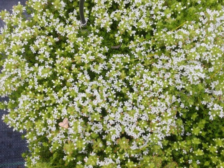 Thymus serphyllum « Snowdrift »