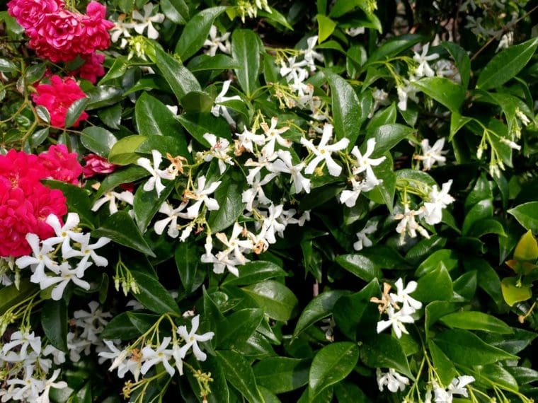 Trachylospernum jasminoides