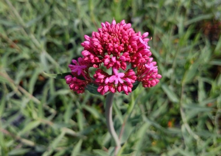 Valeriane rose, Centranthus lecoqii