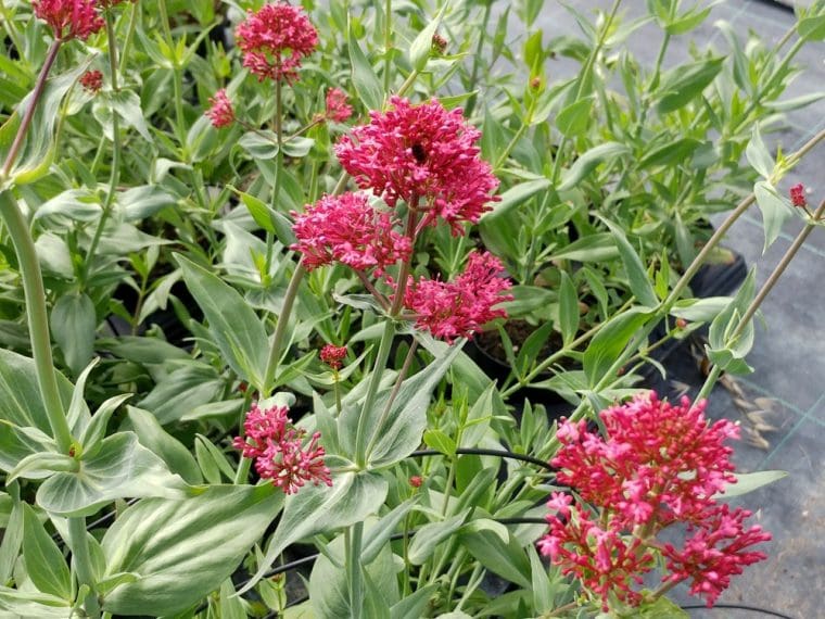 Valeriane rouge, Centranthus ruber