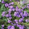 verveine rampante
