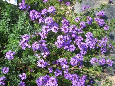 verveine rampante