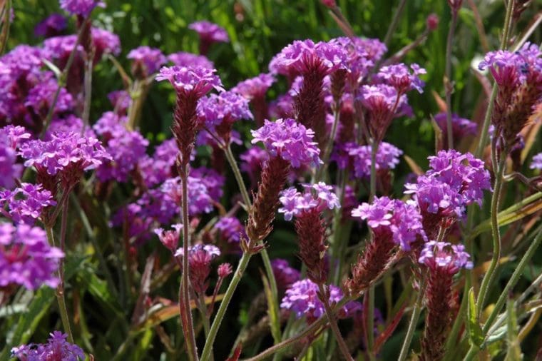 Verveine stricta, Verbena venosa