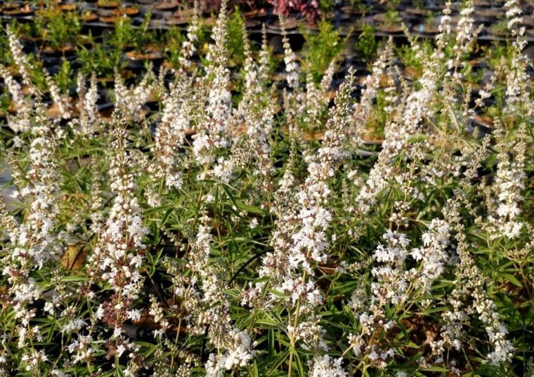 Vitex blanc, Vitex agnus-castus « Albus »
