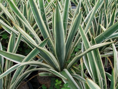 Xeroscaping : vous connaissez ?