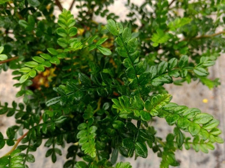 Zanthoxylum beecheyanum, Poivrier asiatique