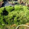 Zoysia tenuifolia, alternatif au gazon