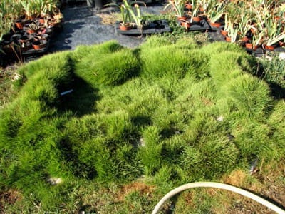 Zoysia tenuifolia, alternatif au gazon