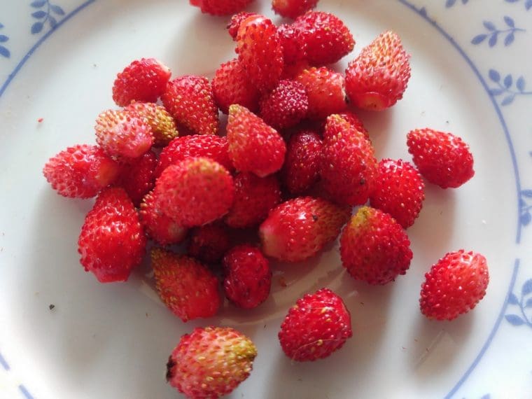 Fraise des bois de Rügen