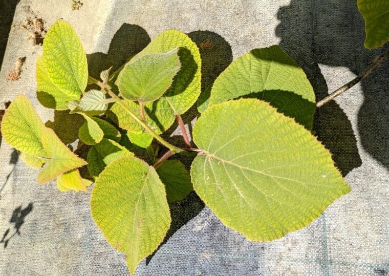 actinidia-deliciosa-wonder--feuilles