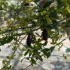 fruits de caviar rouge sur les branches d'un arbre