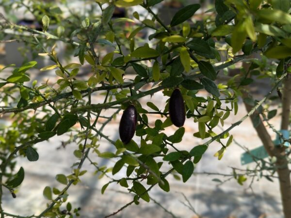 fruits de caviar rouge sur les branches d'un arbre