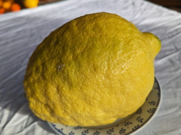 Un beau fruit jaune de Cedrat maxima qui remplit tout une assiette de dessert!