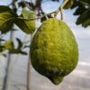 un fruit de cédrat maxima encore vert sur sa branche avec des feuilles