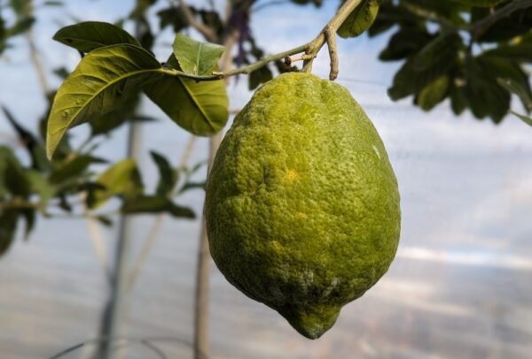 un fruit de cédrat maxima encore vert sur sa branche avec des feuilles